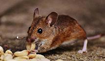 24 Hour & Emergency Exterminators in East Orosi, CA